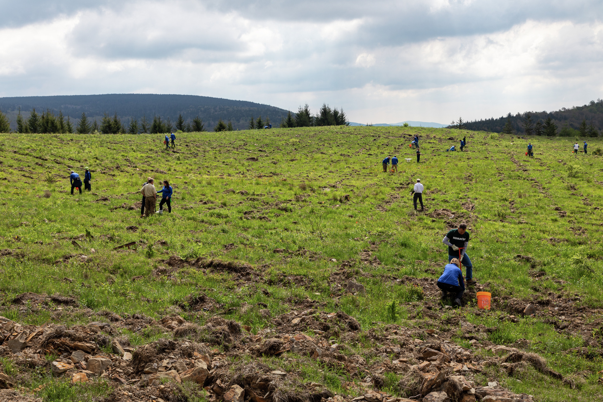 Komatsu employees planting trees in Monongahela National Forest